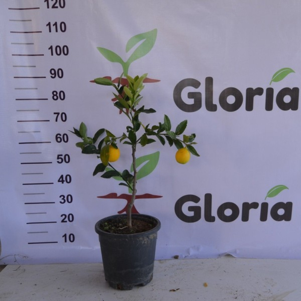 Gloria Fidancılık 3 Yaş Saksılı Meyveli Bodur Mayer Limon Fidanı (60-80 Cm) Fidan Fiyatı
