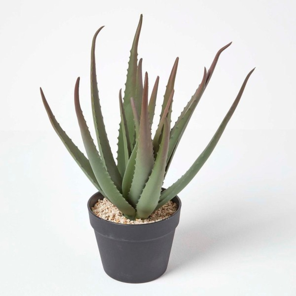Gloria Fidancılık 4 Adet Aloe Vera Bitkisi 20-30 Cm Fidan Fiyatı