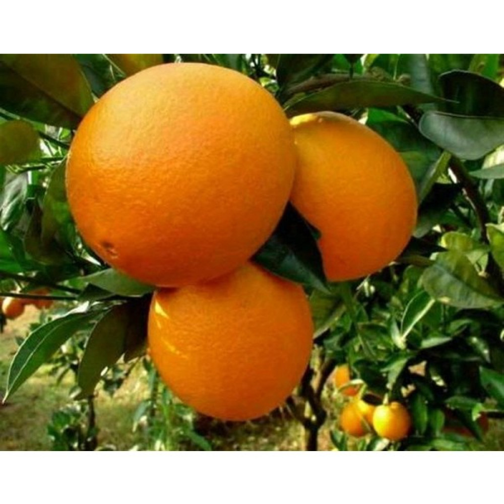 Gloria Fidancılık Bodur Aşılı Yediveren Limon-Portakal-Kamkat-Mandalina Fidanı - Yok Oto Boyaları Fiyatı