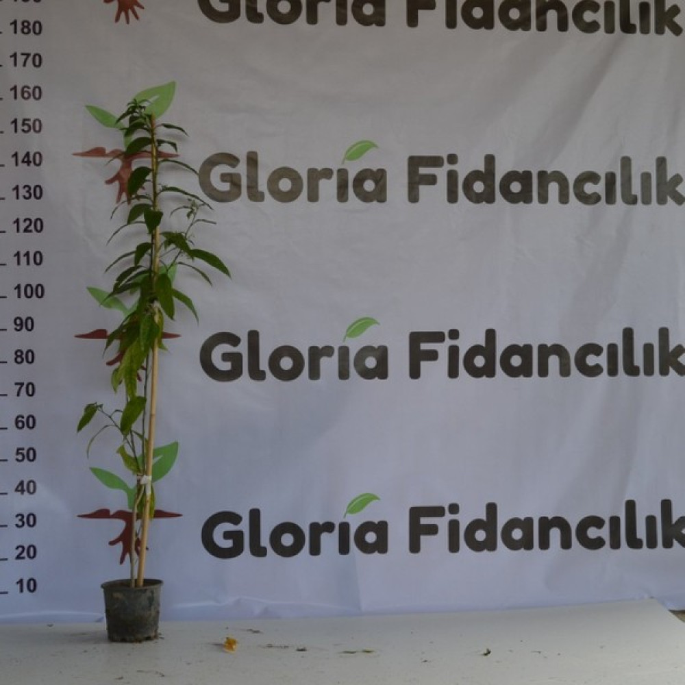 Gloria Fidancılık Saksıda Kokulu Limon Otu Melisa Fidanı Fidan Fiyatı