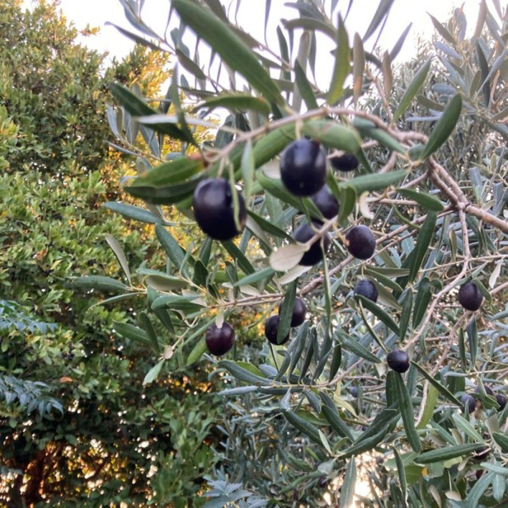 Gloria Fidancılık Saksıda Yarı Bodur 7-10 Kutur Gemlik Zeytin Fidanı 4-5 Yaş 50-70 Cm Boy - Kutur Gemlik Zeytin Fidan Fiyatı