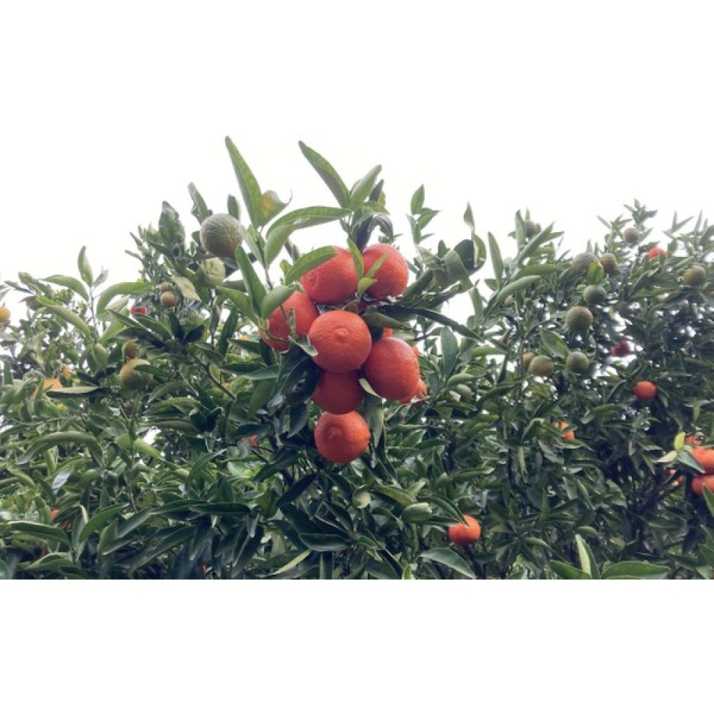 Gloria Fidancılık Tüplü Aşılı Kokulu King Mandalina Fidanı 2 Yaş (100-120 Cm) Fidan Fiyatı