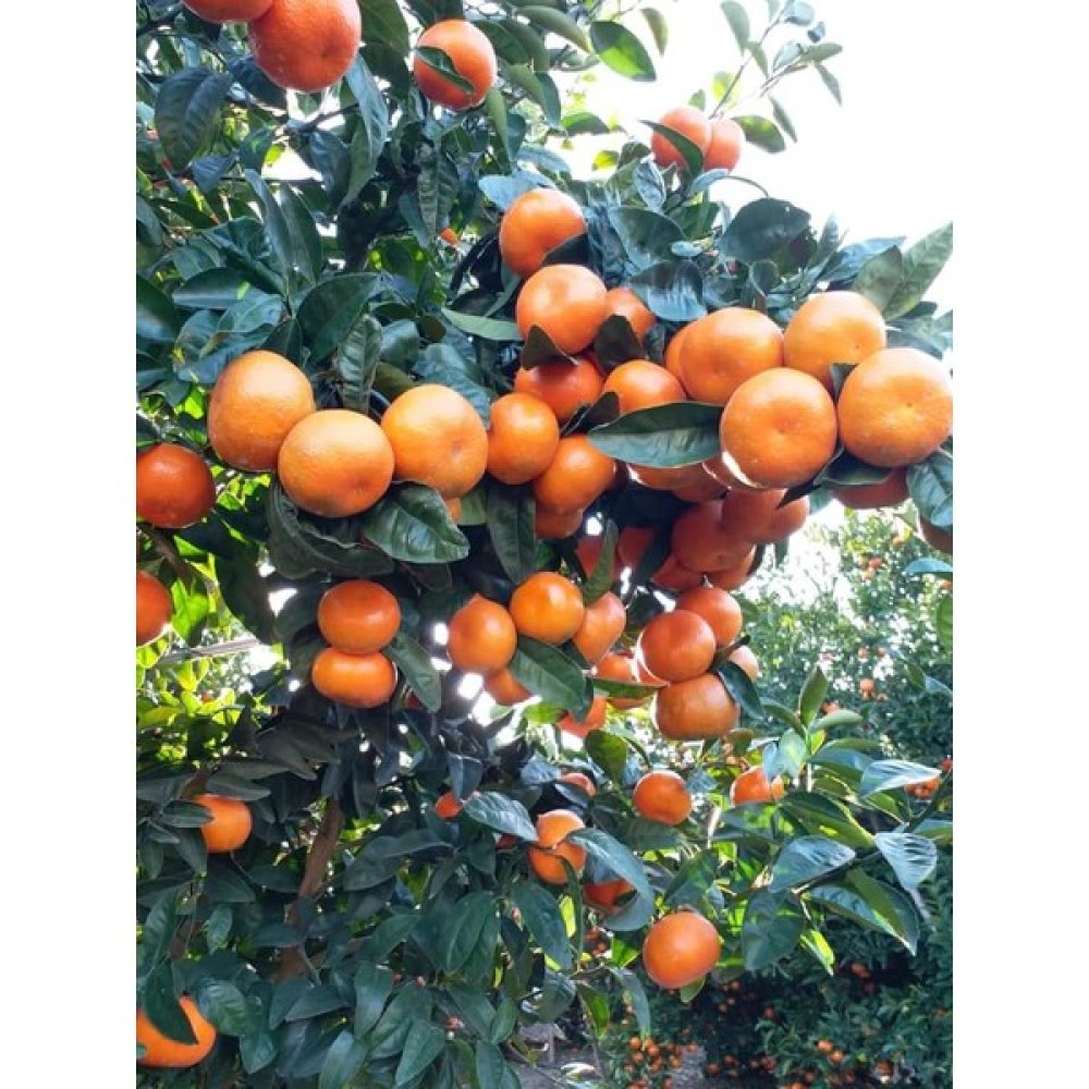 Gloria Fidancılık Tüplü Aşılı W.Murcott Mandalina Fidanı 2 Yaş(120-140 Cm) - W.Murcott Mandalina Fidan Fiyatı