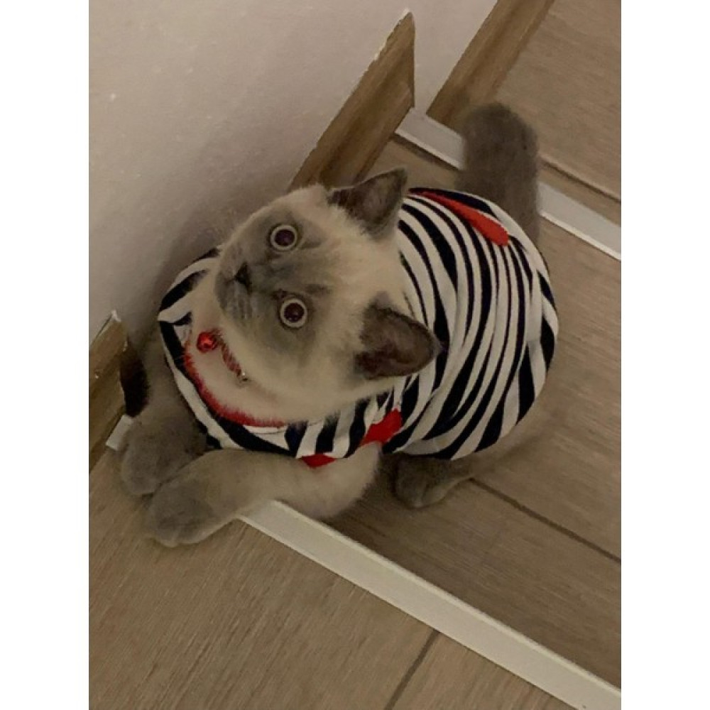 Gobo Kırmızı Kalpli Çizgili Kedi ve Köpek Kıyafeti Giyimi - S Evcil Hayvan Ürünleri Fiyatı