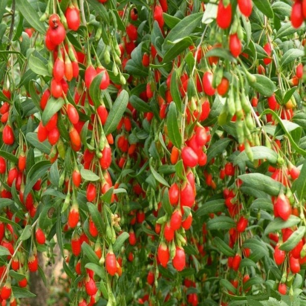 Goji Berry Fidanı Tüplü Fidan Fiyatı