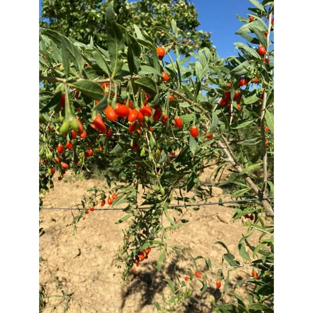 Gojiberry Türkiye 2'li - 75 Oto Boyaları Fiyatı