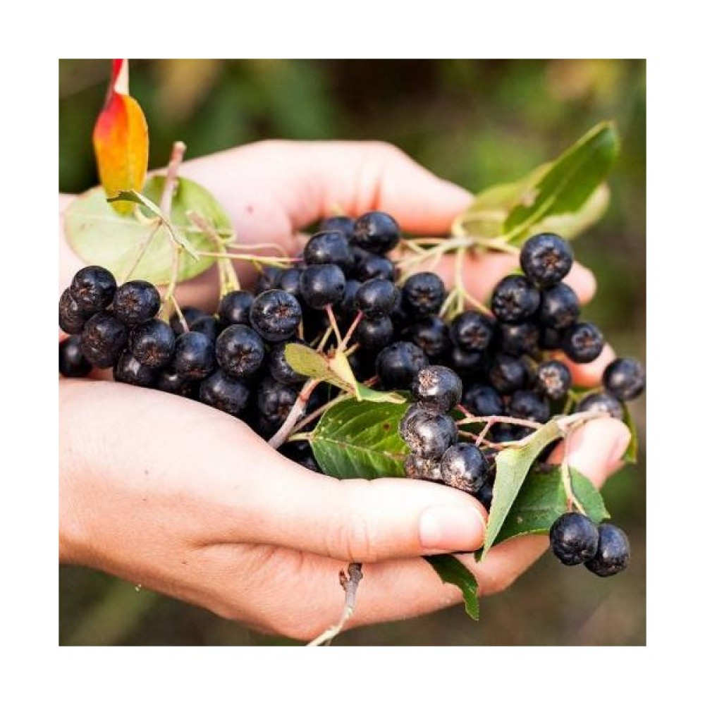 Gojiberry Türkiye Aronia Aronya Fidanı 1 Yaş - 1 Adet Fidan Fiyatı