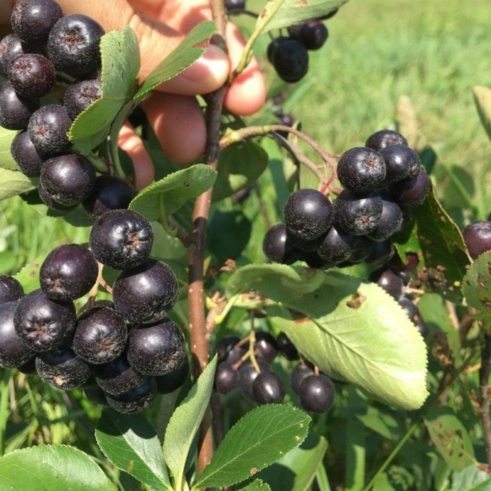 Gojiberry Turkiye Aronia / Aronya Fidanı 2 Yaş 30-40 cm Fidan Fiyatı