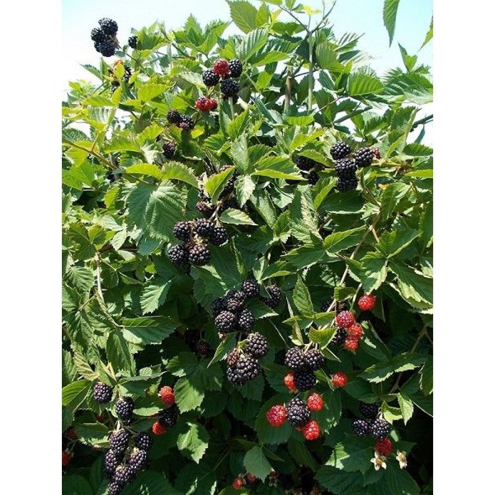Gojiberry Türkiye Böğürtlen Ahududu Siyah Dikensiz 2 Adet Oto Boyaları Fiyatı