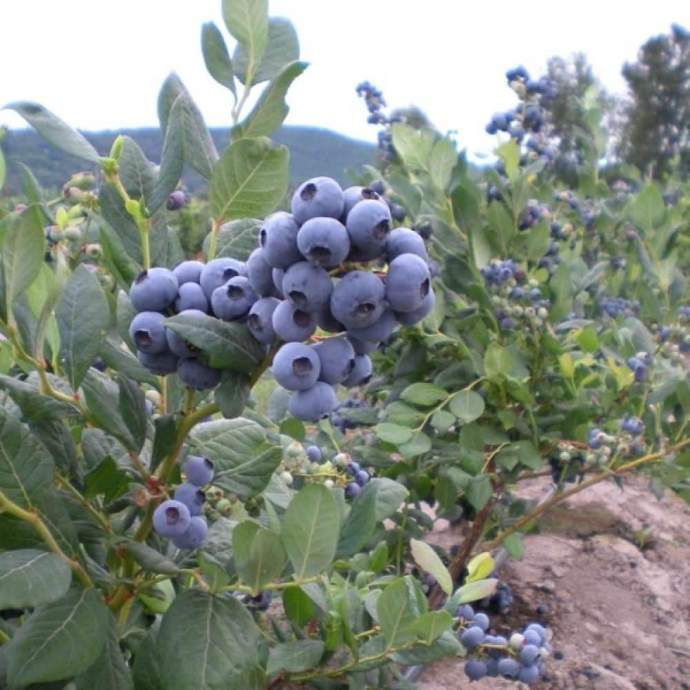 Gojiberry Türkiye Yaban Mersini Blueberry Fidanı 2yaş meyveli 1 adet - Çiftli Fidan Fiyatı