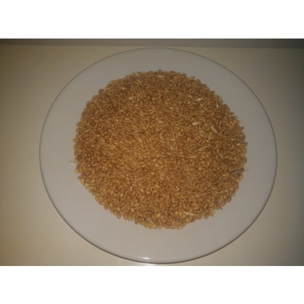 Gold Mind Kuş Yemi 5kg Buğday Evcil Hayvan Ürünleri Fiyatı
