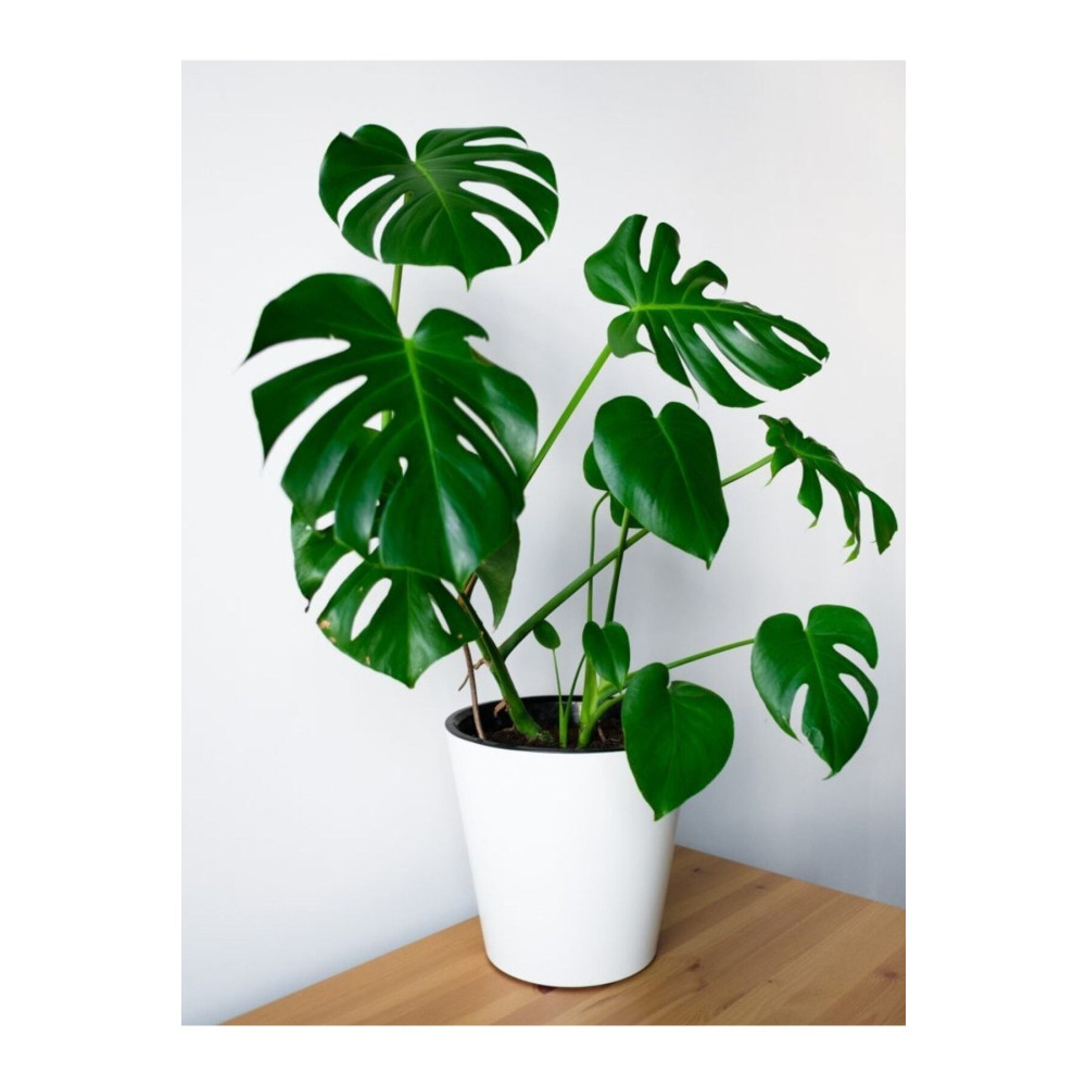 GoldLotus Deve Tabanı - Monstera Deliciosa - 60-80 Cm Boyunda Dekoratif Bahçe Ürünleri Fiyatı