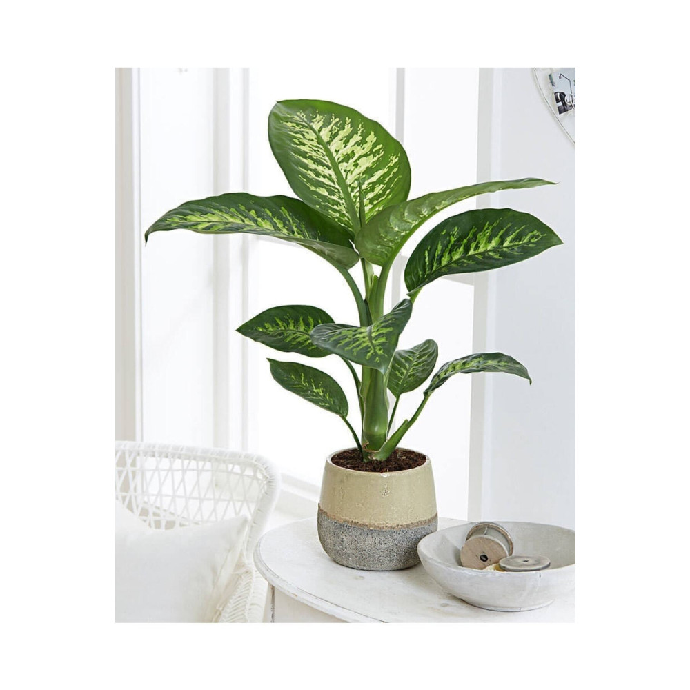 GoldLotus Dieffenbachia - Difenbahya Tropic Snow 40-50 Cm Boyunda Üretim Saksısında Dekoratif Bahçe Ürünleri Fiyatı