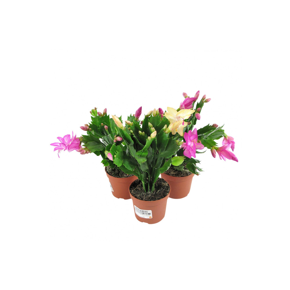 GoldLotus Schlumbergera - Yılbaşı Çiçeği 3 Adet Dekoratif Bahçe Ürünleri Fiyatı