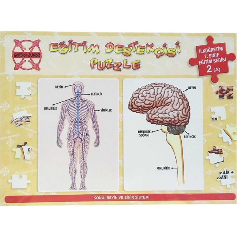 Gordion İlköğretim 7. Sınıf Eğitim Destekçisi Beyin Ve Sinir Sistemi 140 Parça Puzzle & Aksesuarları Fiyatı