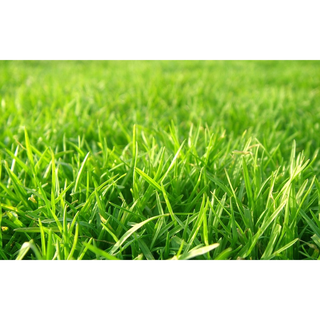 Grass Hızlı Gelişen Uzun Ömürlü Çim Tohumu Lolium Perenne - 1,5 kg Diğer Fiyatı