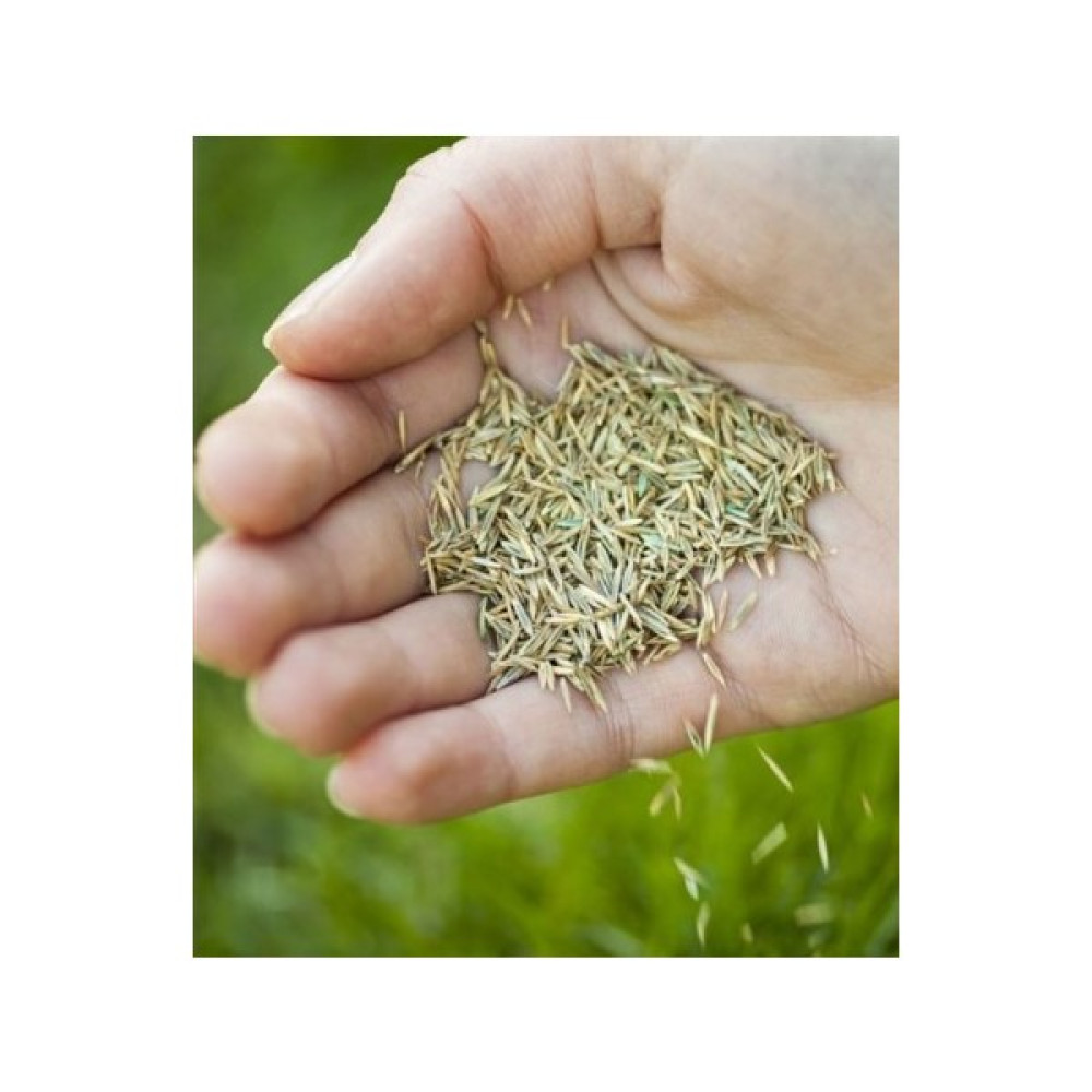 Grass Seed Ithal Çim Tohumu 1 kg Tohum Fiyatı