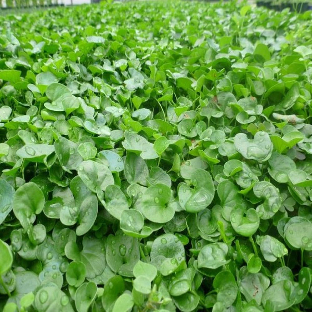 Green King Fare Kulağı Çim Tohumu 500 g Tohum Fiyatı