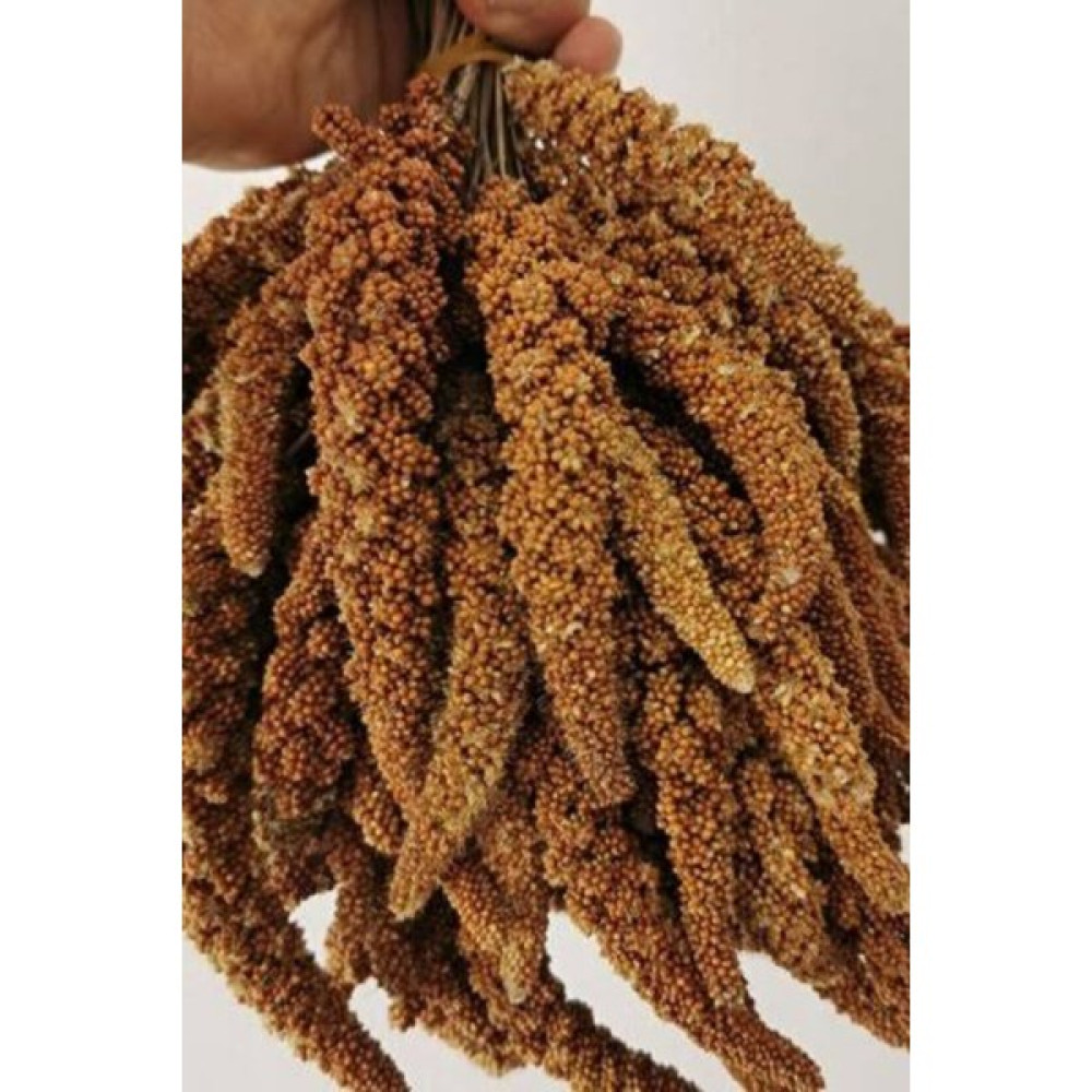 Green Pet Doğal Kızıl Dal Darı 250 gr Evcil Hayvan Ürünleri Fiyatı