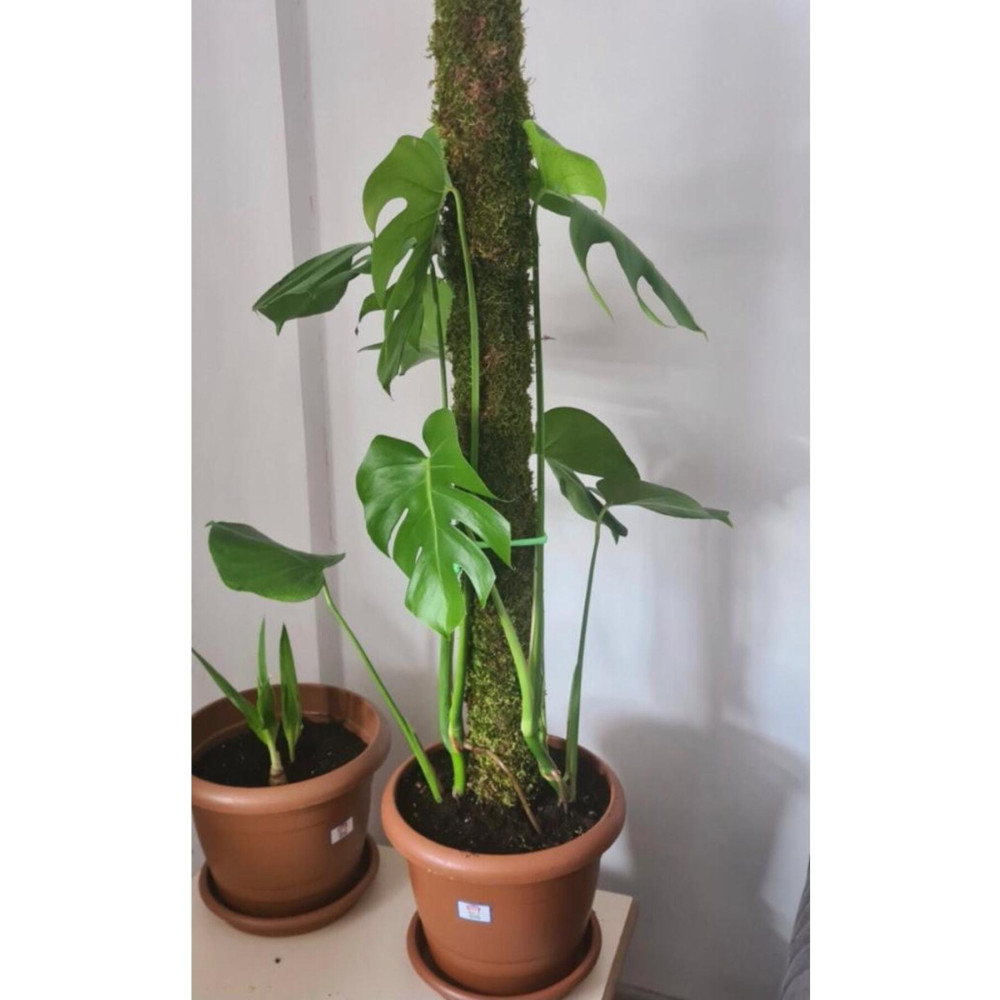 greendeco Bitki Destek Çubuğu 150 Cm (yosun Sopası) Dekoratif Bahçe Ürünleri Fiyatı