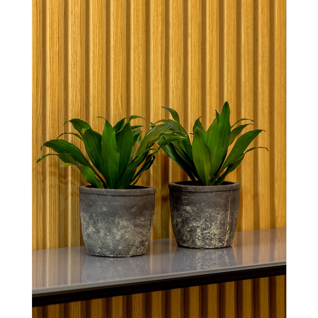 Greenmall Olven Saksı Antrasit 2'li Set - 11,5 cm x 11,5 cm x 10 cm - Siyah Saksı ve Aksesuarları Fiyatı