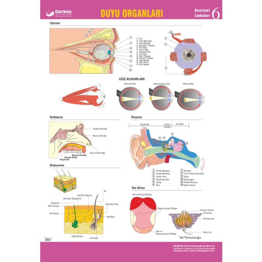 Gürbüz Yayınları Duyu Organlarımız 70 x 100 cm Oto Boyaları Fiyatı