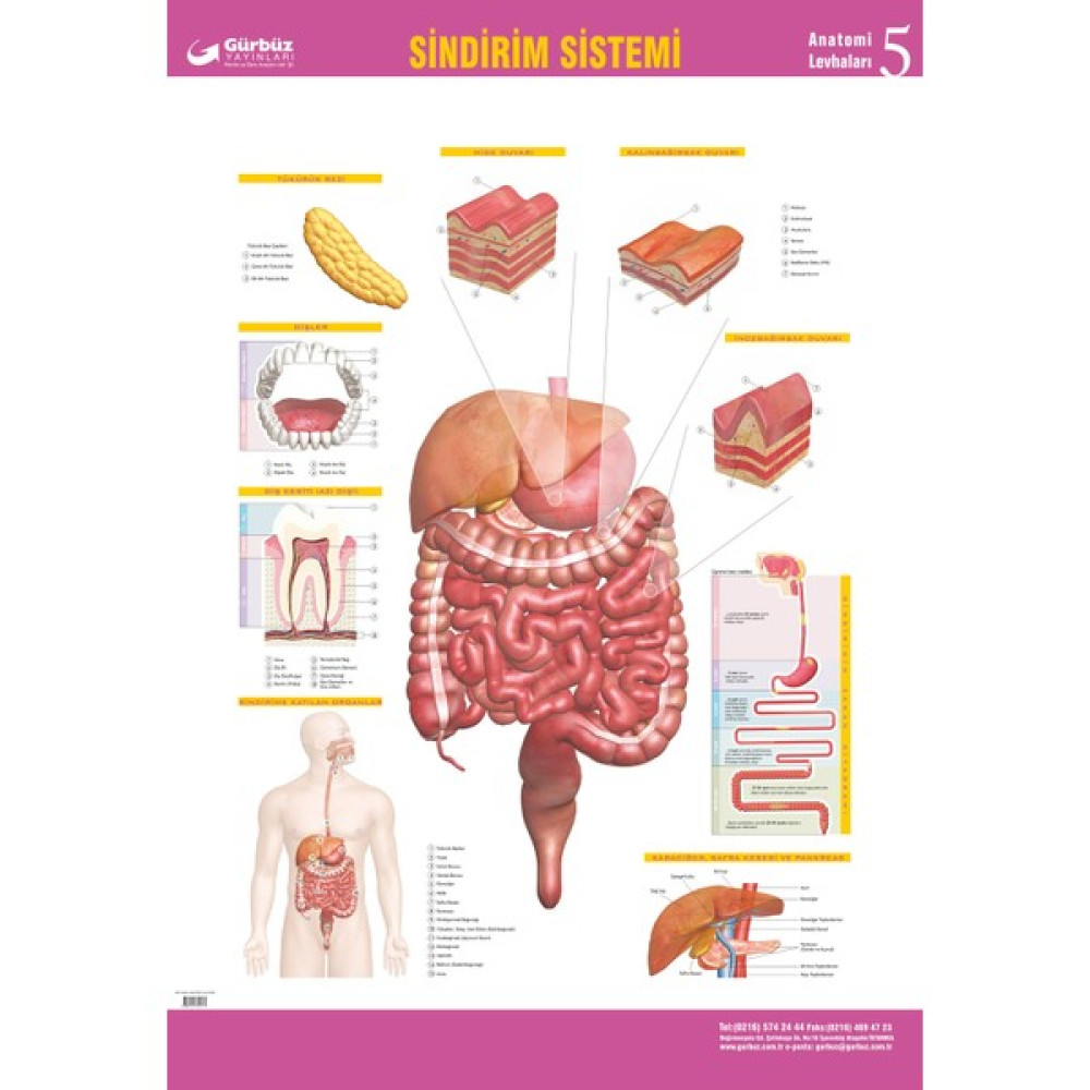 Gürbüz Yayınları Sindirim Sistemi 70 x 100 cm Harita & Küre Fiyatı