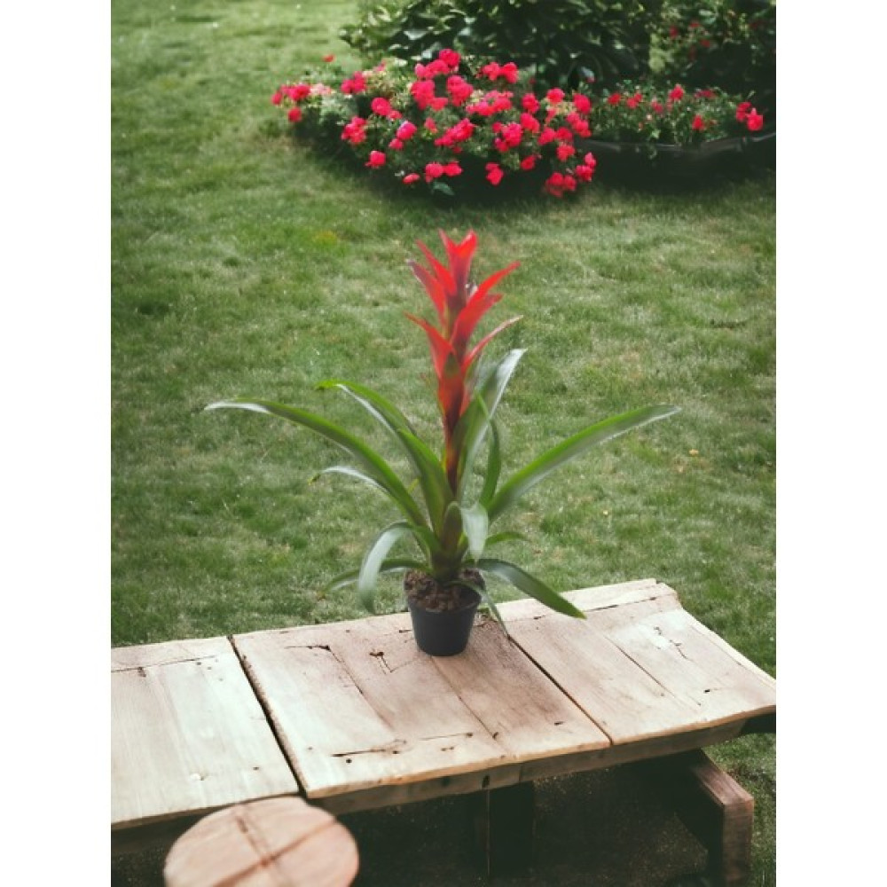 Guzmania Kırmızı Guzmanya Çiçeği 45-50 cm Canlı Ev Ofis Salon Bitkisi Oto Boyaları Fiyatı