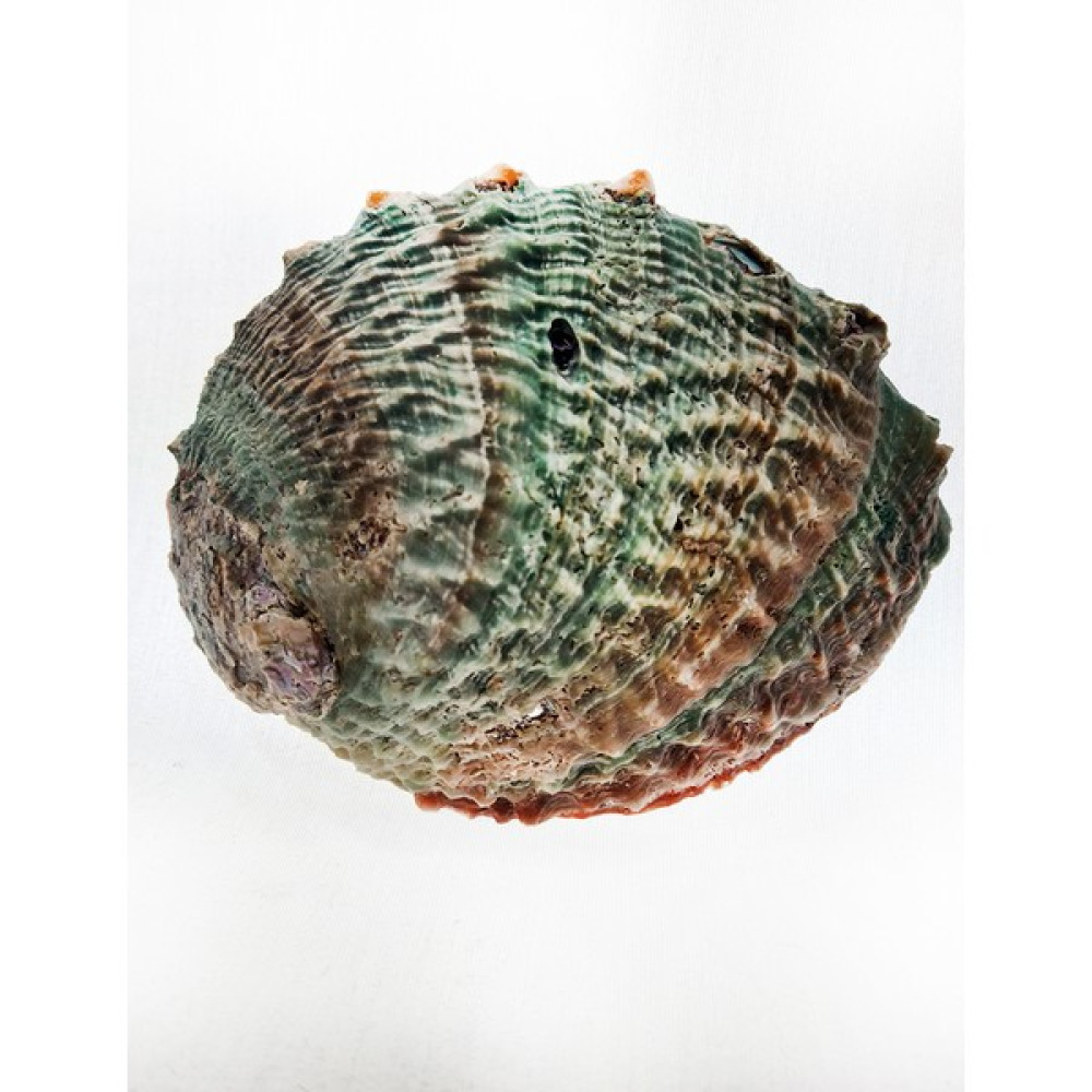 Halıotıs Corrugata 5"-6" Oto Boyaları Fiyatı