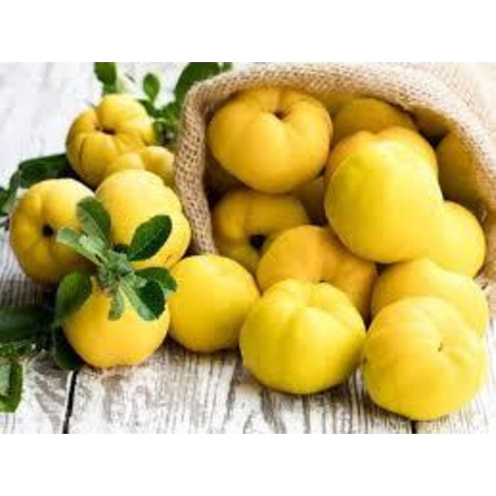Hamile Marketim Taze Ayva 330-500 gr - 300 gr Meyve Fiyatı