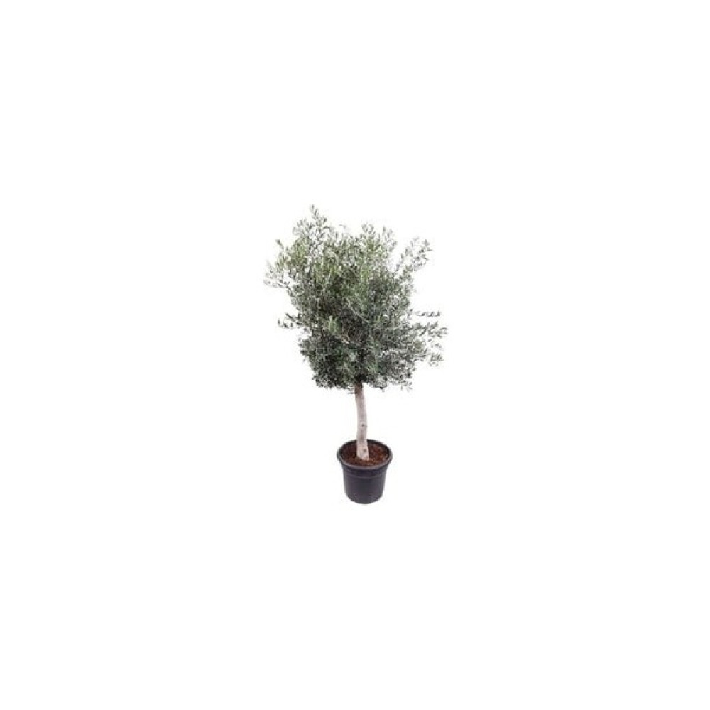 Has Fidancılık Tüplü Gemlik Zeytin Fidanı - 3 Yaş 60-80 cm Fidan Fiyatı