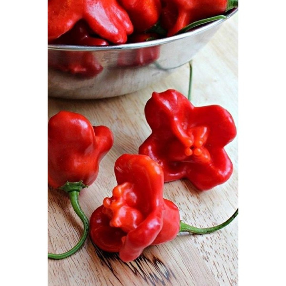 Hb Botanıc Hafif Acı Gül Biberi Starfish Pepper Tohumu 5'li Tohum - 5 Adet Tohum Fiyatı