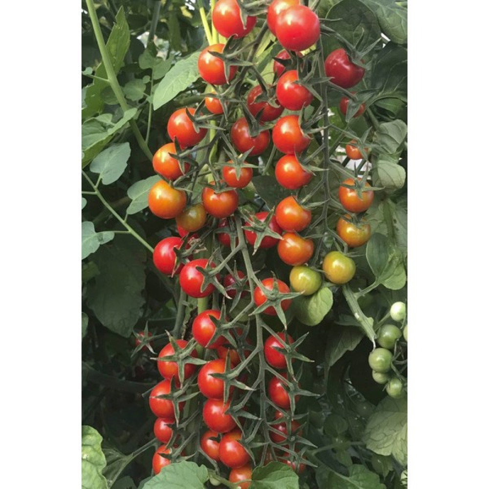 Hb Botanic Hbbotanic Mini Kiraz Domates, Şeker Domates Tohumu / 10 Adet Tohum - 1 Adet Tohum Fiyatı