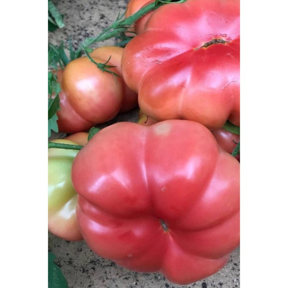 Hb Botanic Organik Pembe Domates Tohumu 5'li Tohum - 5 Adet Tohum Fiyatı