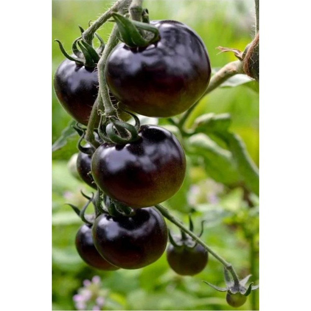 Hb Botanic Siyah Kumato Domatesi Tohumu 5'li Tohum - 5 Adet Tohum Fiyatı