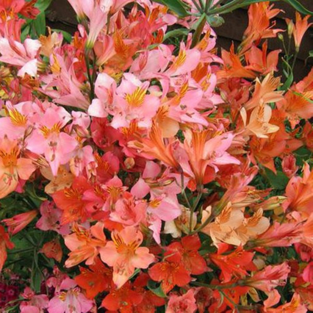 Hediyelikler Shop Alstroemeria Ligtu Hybrids Çiçek Tohumu - 10 Adet Tohum Fiyatı