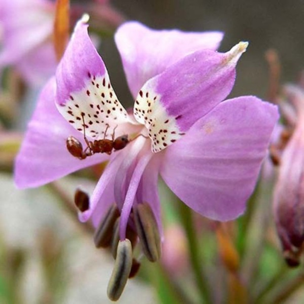 Hediyelikler Shop Alstroemeria Revoluta Çiçek Tohumu - 10 Adet Tohum Fiyatı