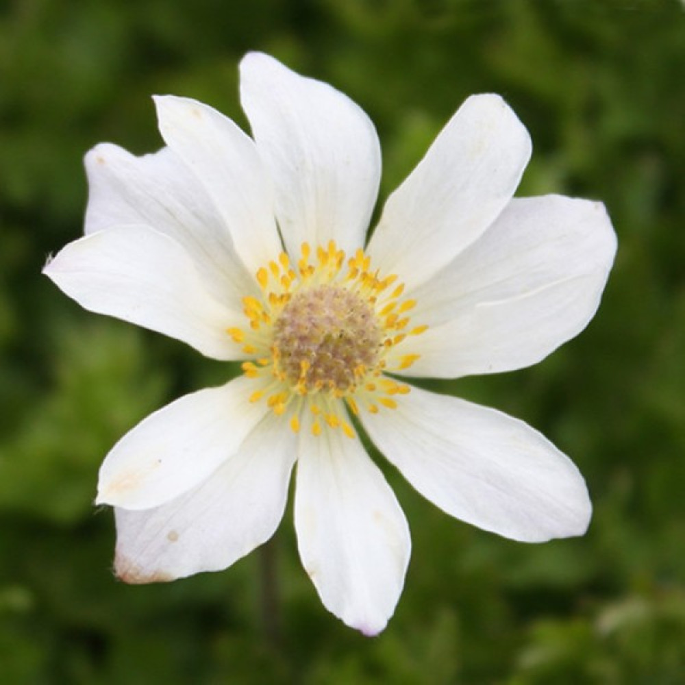 Hediyelikler Shop Anemone Baldensis Çiçek Tohumu - 10 Adet Tohum Fiyatı