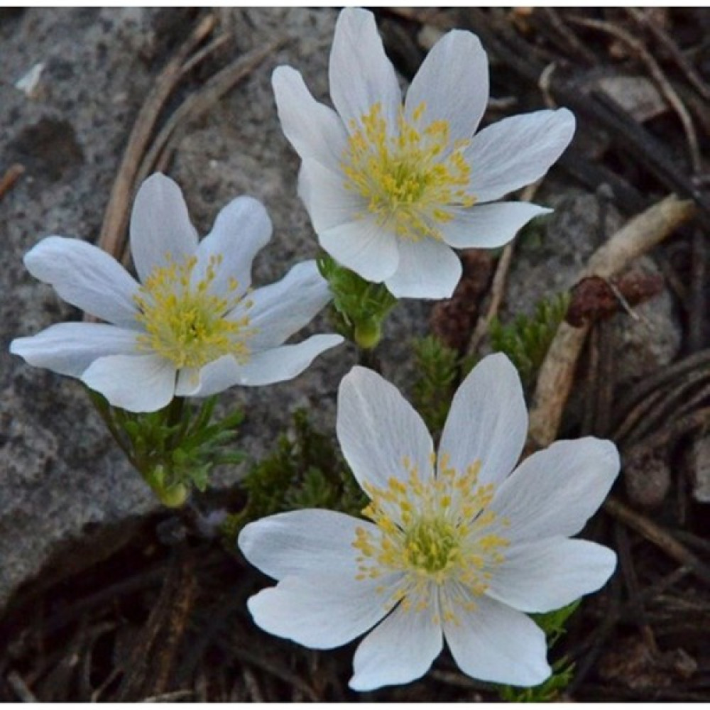 Hediyelikler Shop Anemone Drummondii Çiçek Tohumu - 10 Adet Tohum Fiyatı