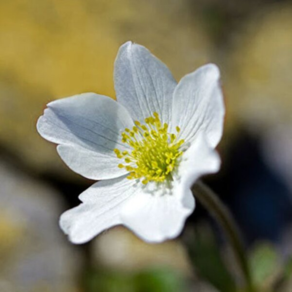 Hediyelikler Shop Anemone Lithophila Çiçek Tohumu - 10 Adet Tohum Fiyatı