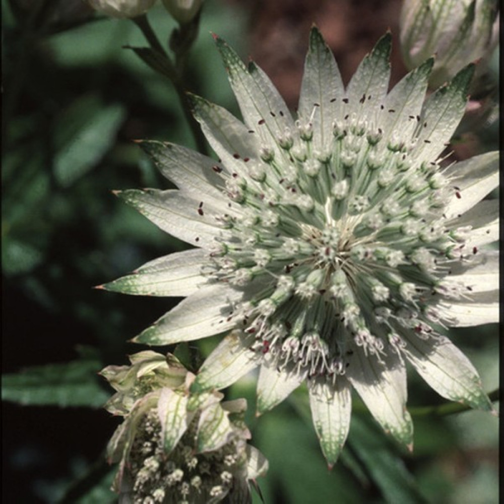 Hediyelikler Shop Astrantia Major Çiçek Tohumu - 10 Adet Tohum Fiyatı