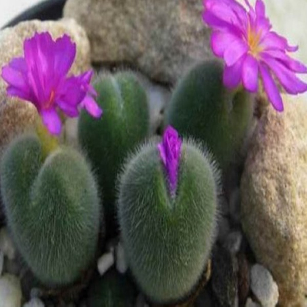Hediyelikler Shop Conophytum Mirabile Sukulent Tohumu - 10 Adet Tohum Fiyatı