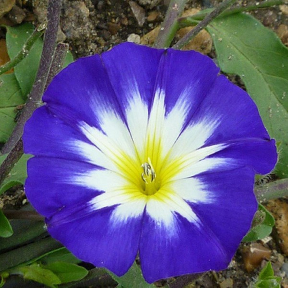 Hediyelikler Shop Convolvulus Tricolor 'royal Ensign' Çiçek Tohumu - 10 Adet Tohum Fiyatı