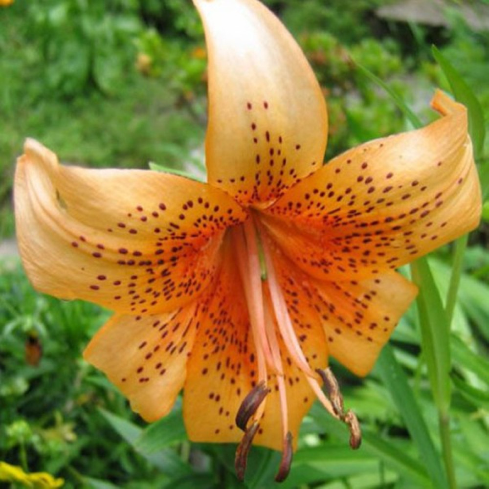 Hediyelikler Shop Lilium Henryi Çiçek Tohumu - 10 Adet Tohum Fiyatı