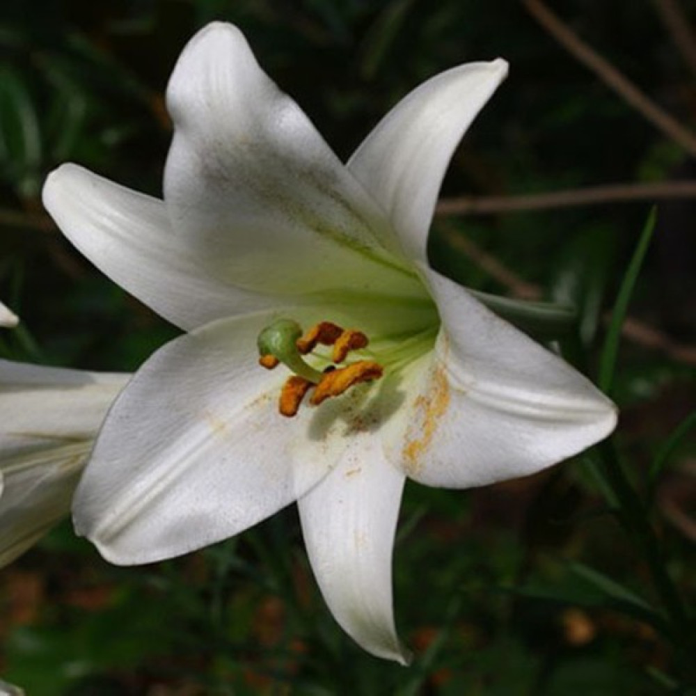 Hediyelikler Shop Lilium Leucanthum Var Centifolium Çiçek Tohumu - 10 Adet Tohum Fiyatı
