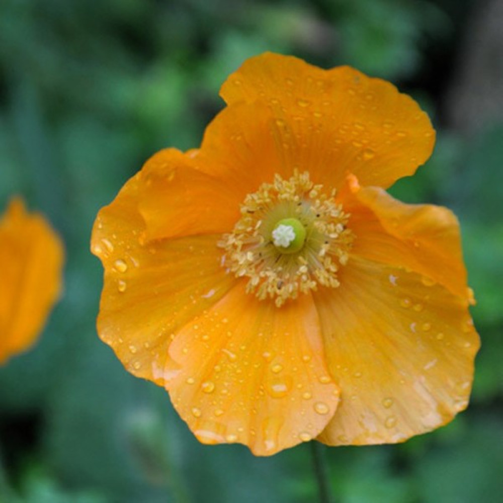 Hediyelikler Shop Meconopsis Cambrica Aurantiaca Çiçek Tohumu - 10 Adet Tohum Fiyatı