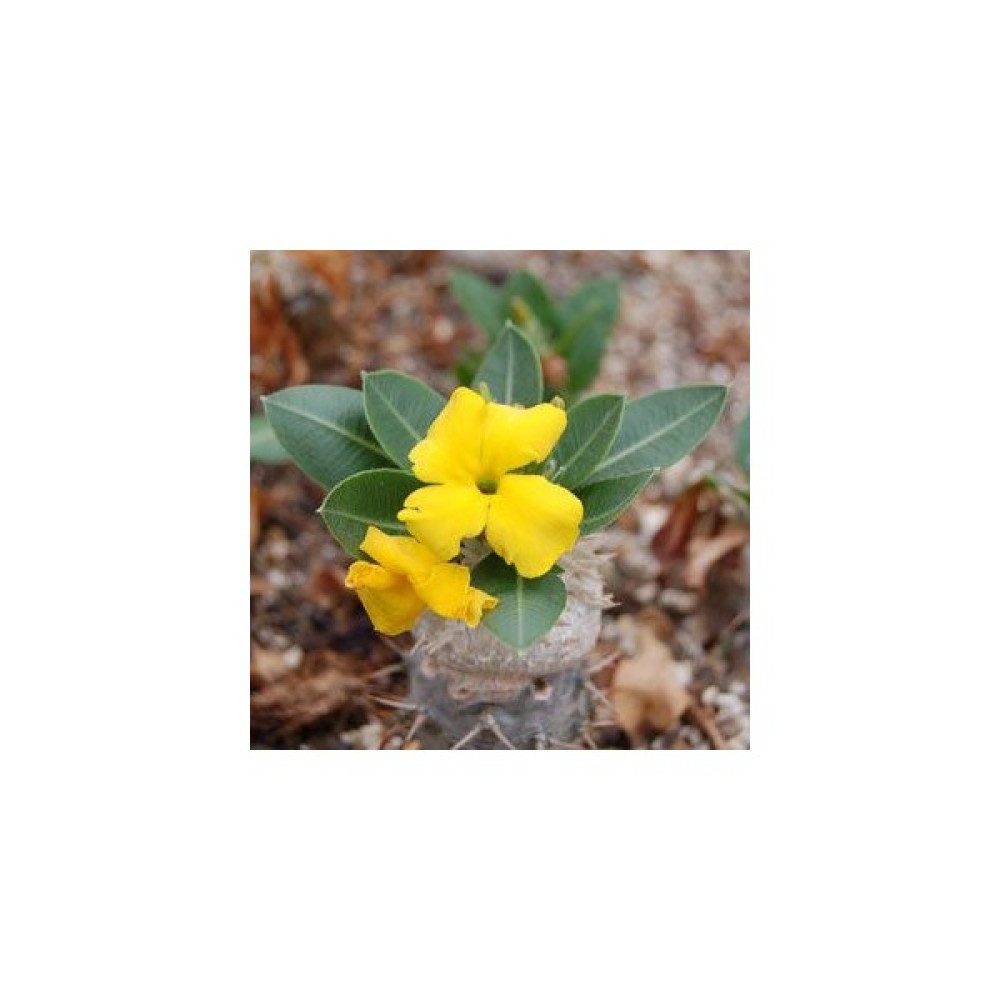 Hediyelikler Shop Pachypodium Brevicaule Sukulent Tohumu - 10 Adet Tohum Fiyatı