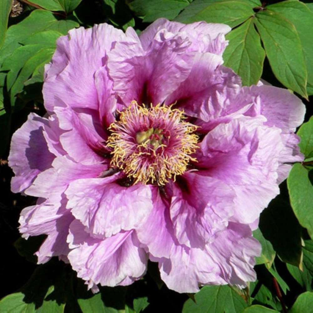 Hediyelikler Shop Paeonia Choice Mixed Çiçek Tohumu - 10 Adet Tohum Fiyatı