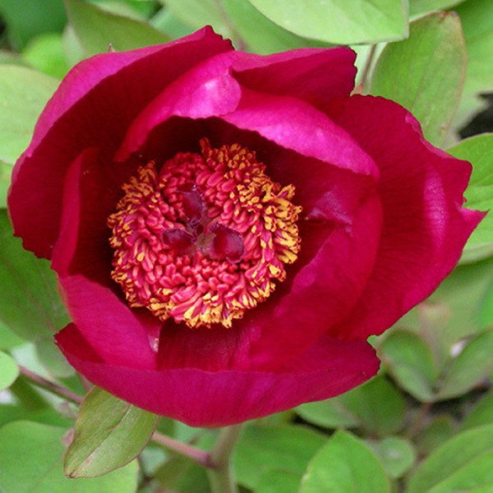 Hediyelikler Shop Paeonia Mascula Ssp Mascula Çiçek Tohumu - 10 Adet Tohum Fiyatı