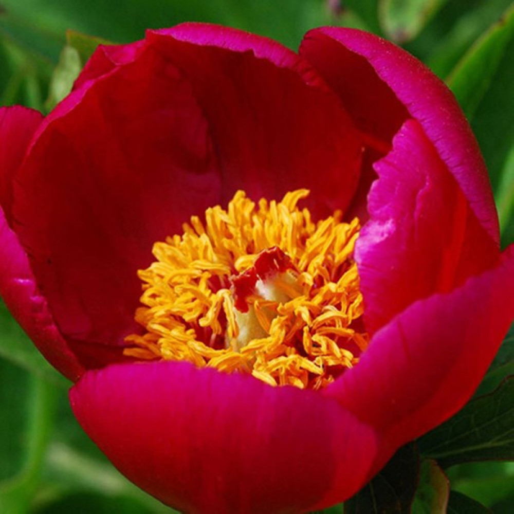 Hediyelikler Shop Paeonia Officinalis Çiçek Tohumu - 10 Adet Tohum Fiyatı